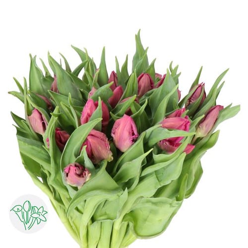 ab10bdfd-209f-4e1e-a94f-0ba6be1a0e43.jpg Tulip Purple Parrot holl - Image 1