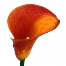 Calla Mango sande.