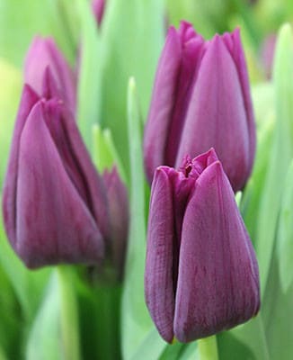 Tulip Montezuma holl xtra