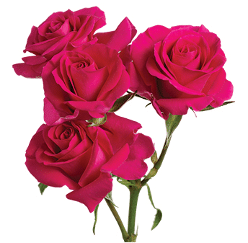 RoseSpray Supernova trilogy