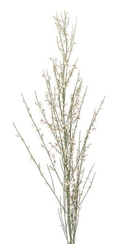 Ginestra White bella