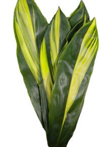 Leaves Ti Goldstriped egreen