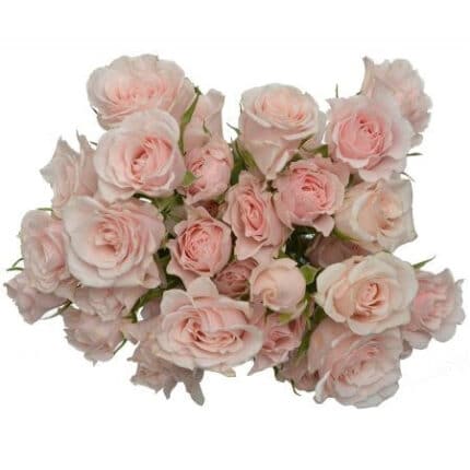 RoseSpray Romantic Folies fres