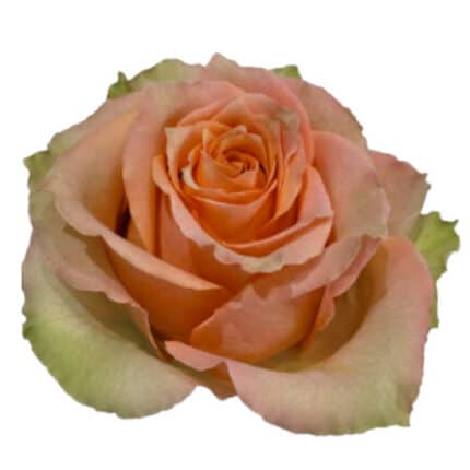 Rose Caramel Macchiato 60cm Na