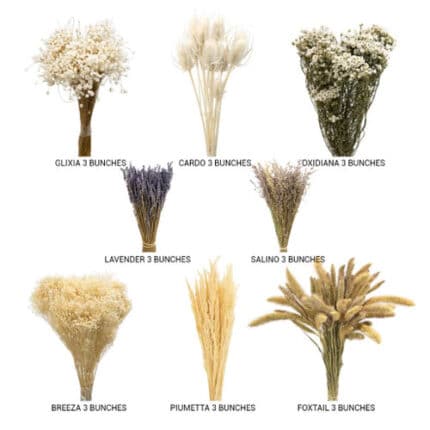 Dried Italian Bleached Box hol