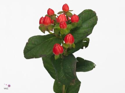 Hypericum Magical Triumph gdn