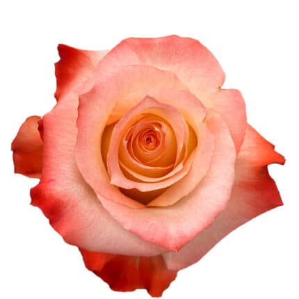 Rose Cabaret(25st) 40cm rfi