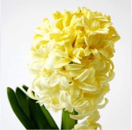 Hyacinth YellowBaby holl