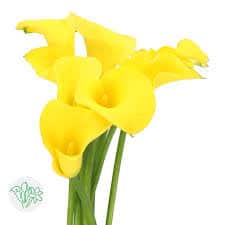 Callas Goldcup holl