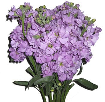 Stock Spray Lavender sing(5st)