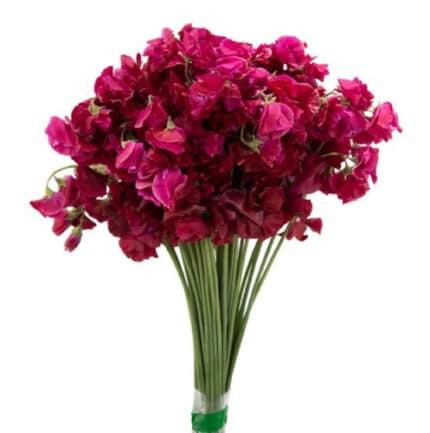 Sweet Pea Mujika Crimson Japan