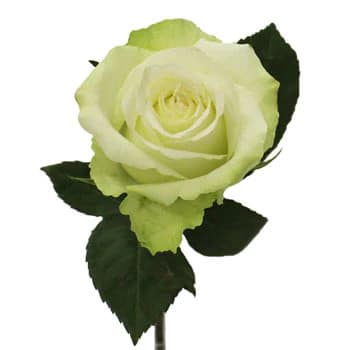 Rose High&Peace 40cm rfi