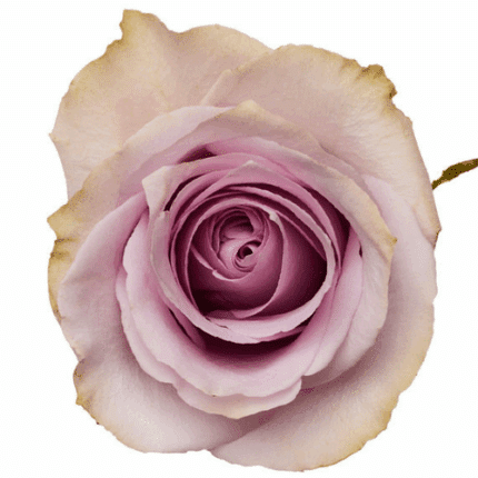 Rose Manhattan 50cm priv coll