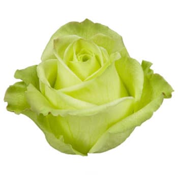 Rose Jade 40cm florisma