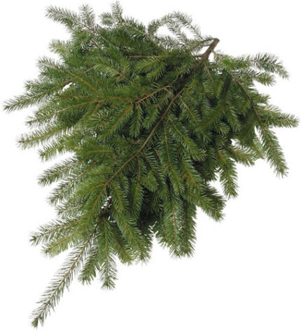 B 401 DOUGLAS FIR 25LB