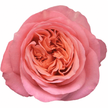 Rose Pink X-pression 40cm tess