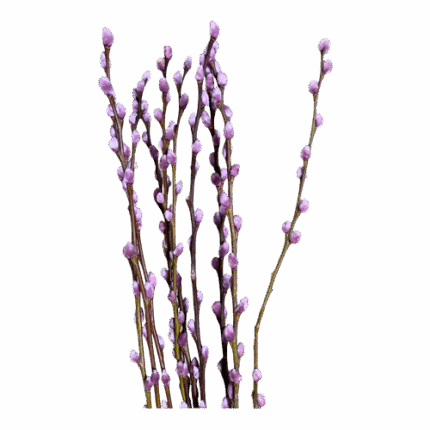 PWillow Dyed Lavender holl