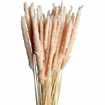 Dried Cordateria Pink holl