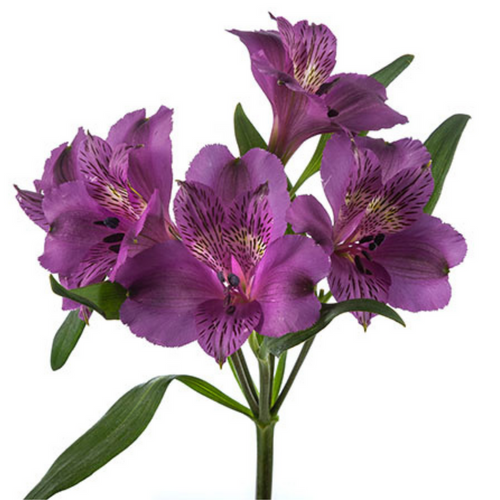 abbb29e7-79c0-4c7a-9272-0ee9f191ed2b.png Alstro Purple bmark supsel - ALS PURPLE BMARK SS - Image 1