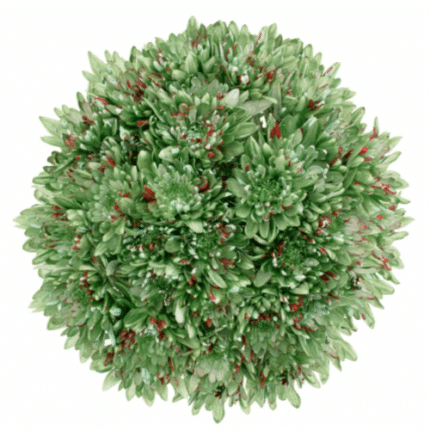 Pom Cushion Conifer galleria