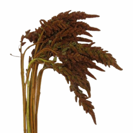 Amaranthus Bronze hanging gro7
