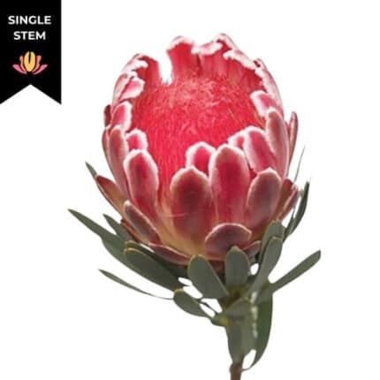 Protea Empress mellano (stem)