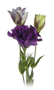 LISSY s.s dbl purp 70