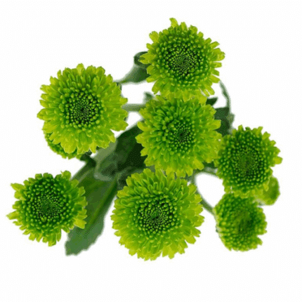 Pom Cushion GreenCountry SOLE