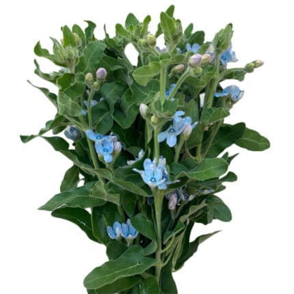 Tweedia Blue fresca