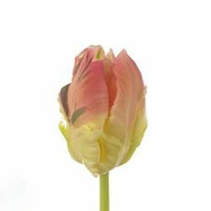 Tulip Lady Parrot holl