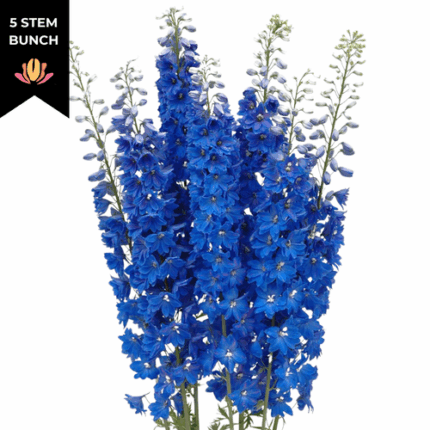 Delph Elatum Dk Blue(5st) valleflor 100cm