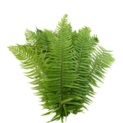 Flat Fern