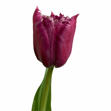 Tulip Frill Mauve holl