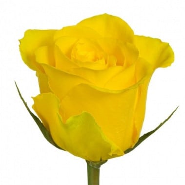 Rose Viva 40cm ecuanros