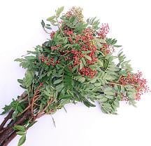 Peppberberry Upright fl. union