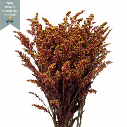 Solidago Red rio