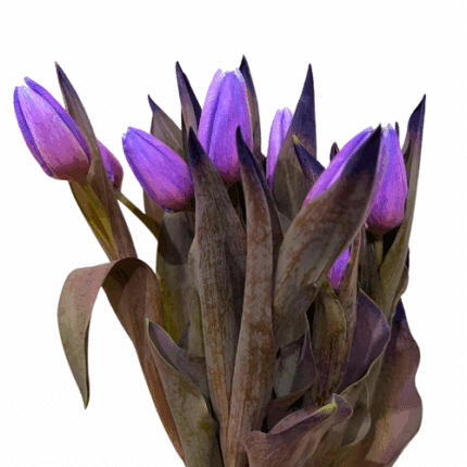 Tulip Dyed Lavender canada