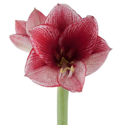Amaryllis Ga Maestro holl(STEM