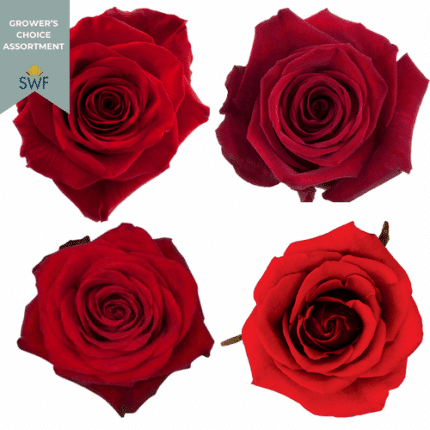 Rose Red Mix Box (100cs) Rprim