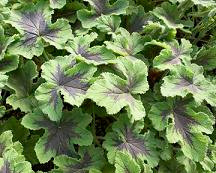 Geranium scented frpak