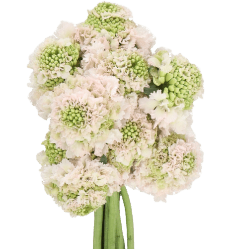 ac3bca40-a323-414e-a318-01368c34756a.png Scabiosa Hanoi israeli - Image 1
