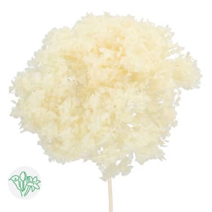 Hydrangea Bleached holl (Bu)