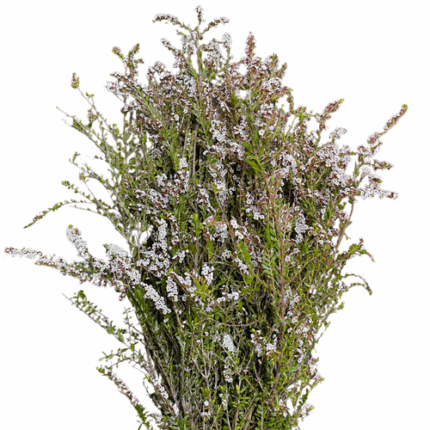 Heather Calycina White premium - F HEAT CALY WHITE