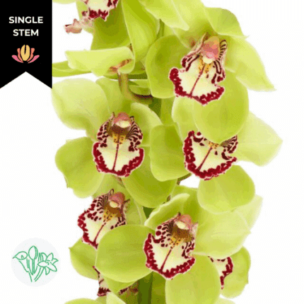 Cymbidium Mrs RobinHood holl(S