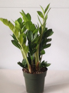 6" POTTED ZZ PLANT