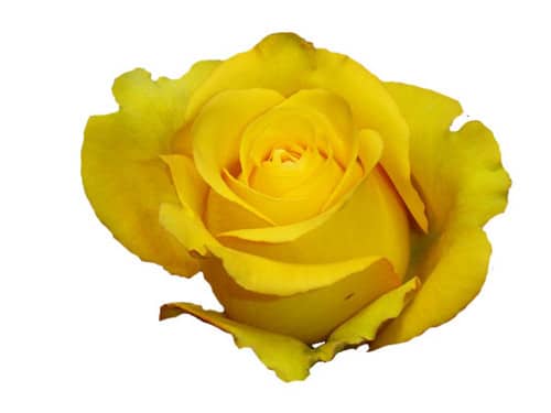 ac611fc7-38b8-474d-9a8a-d5ae2492ebbd.jpg Rose Bikini 40cm rprima - Image 1