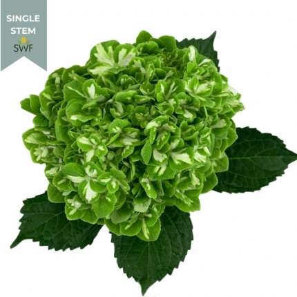 Hydrangea Emerald Green holl(STEM)