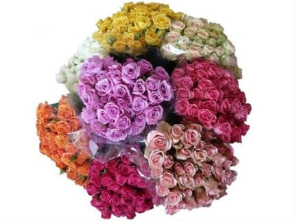RoseSpray Holiday(8case)40cm holl