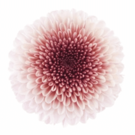 Mum Disbud Ball Mochi Pink hol