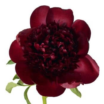 PEONIE holl henry(burg)
